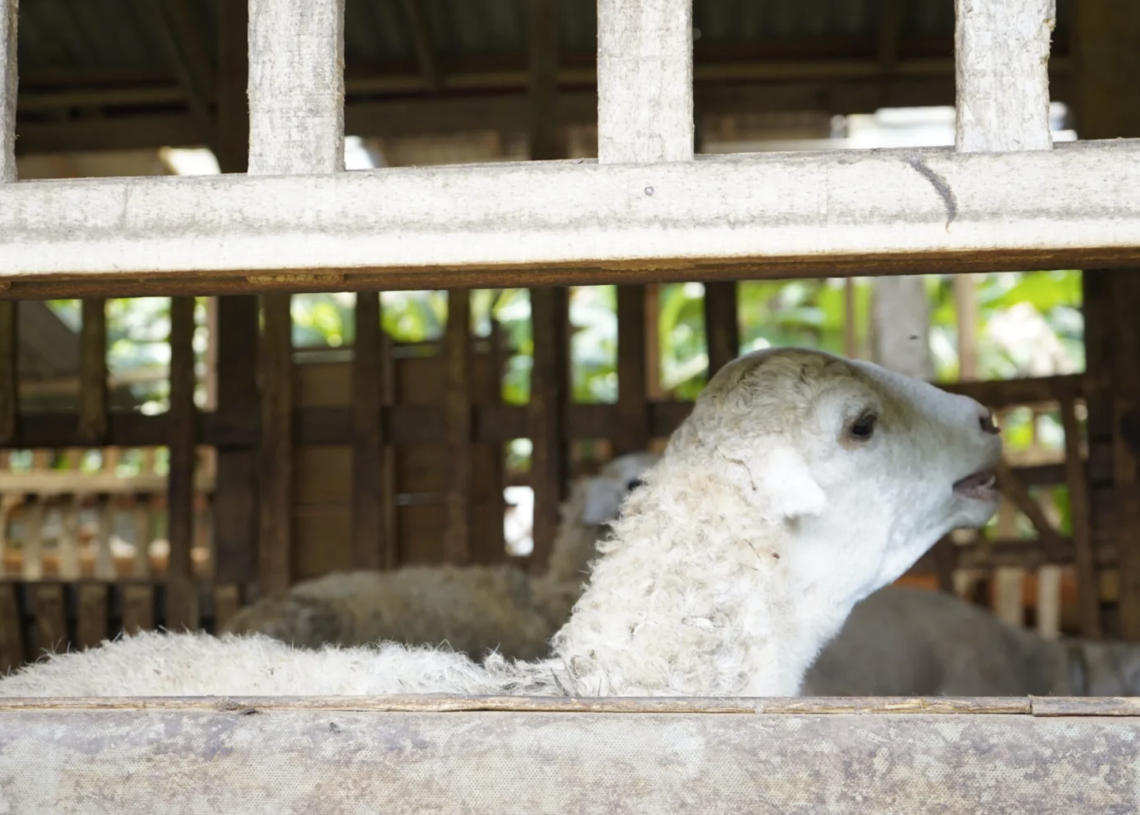 Pemkab Kutim Siap Kolaborasi dengan Cipta Visi Farm