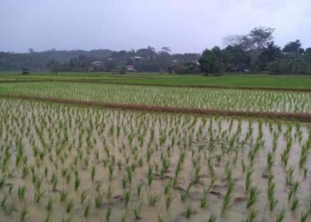 Gema Takbir Warnai Malam Iduladha di Tenggarong, Bupati Kukar Ajak Warga Rayakan dengan Hati Gembira