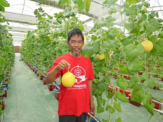 Smart Green House Binaan Pupuk Kaltim Mulai Tunjukkan Hasil Lewat Panen Perdana Melon