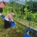 DKP3 Bontang Optimalkan Perawatan Tanaman untuk Jaga Produktivitas