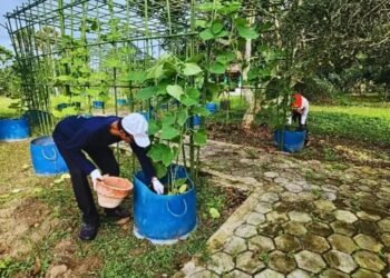 DKP3 Bontang Lakukan Perawatan Rutin Tanaman di Demplot Jagung dan Taman PKK