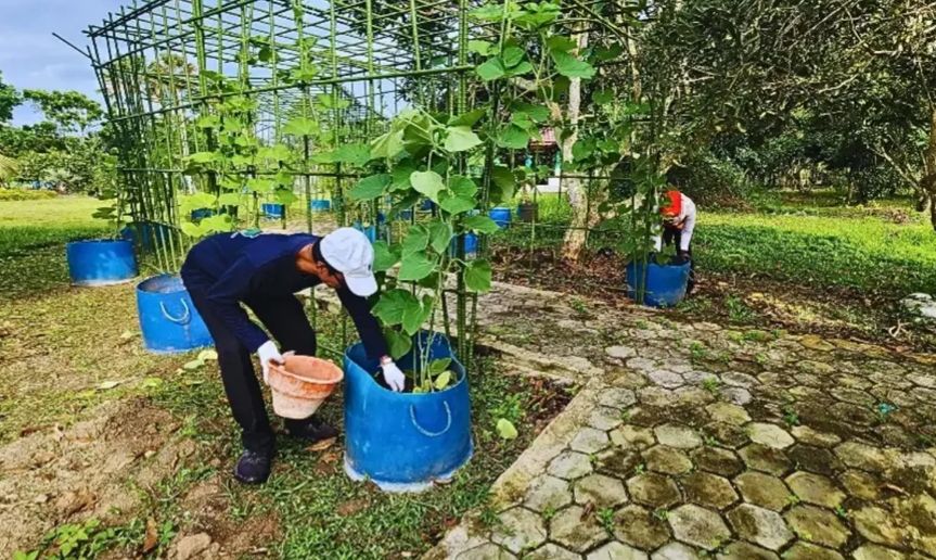 DKP3 Bontang Lakukan Perawatan Rutin Tanaman di Demplot Jagung dan Taman PKK