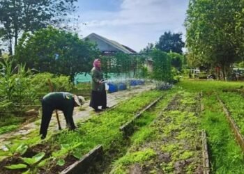 DKP3 Bontang Rutin Rawat Demplot Jagung dan Taman PKK untuk Jaga Produktivitas Tanaman