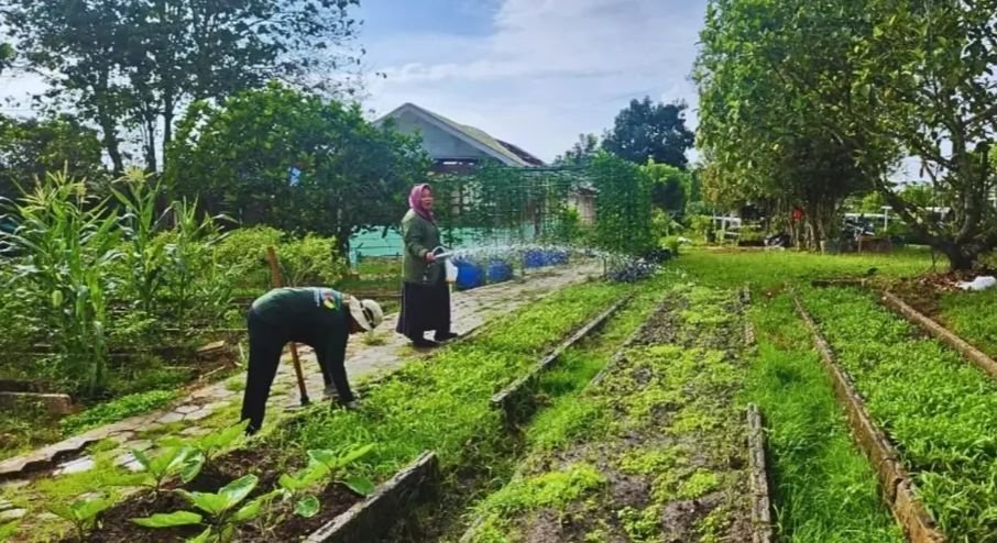 DKP3 Bontang Rutin Rawat Demplot Jagung dan Taman PKK untuk Jaga Produktivitas Tanaman