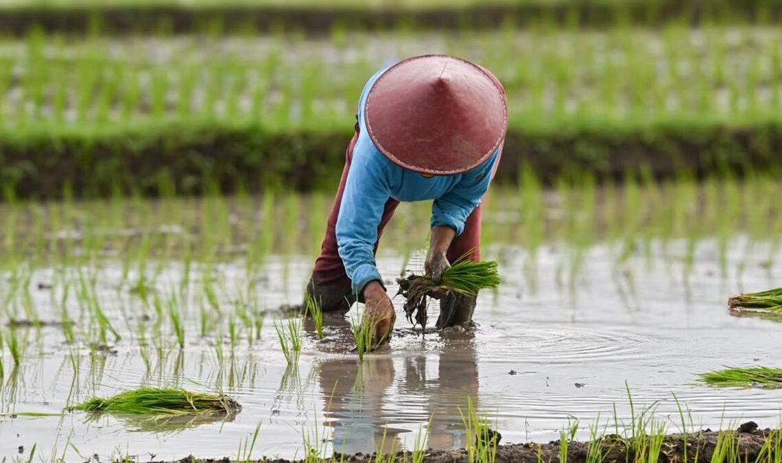 Produksi Beras di Kutai Timur Masih Rendah, DTPHP Dorong Intensifikasi dan Perluasan Lahan