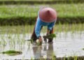 Produksi Beras di Kutai Timur Masih Rendah, DTPHP Dorong Intensifikasi dan Perluasan Lahan