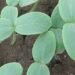 Tanam 6 Ribu Melon, Pemkab Kutai Timur Buka Peluang Ekonomi Baru bagi Petani