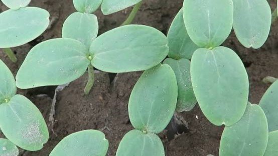 Tanam 6 Ribu Melon, Pemkab Kutai Timur Buka Peluang Ekonomi Baru bagi Petani