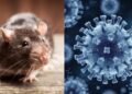 Memutus Bayang-Bayang Rodensia di Balik Lembar Sunyi Kewaspadaan Hantavirus