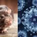 Memutus Bayang-Bayang Rodensia di Balik Lembar Sunyi Kewaspadaan Hantavirus